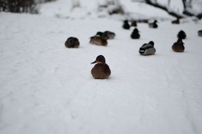 View of birds in snow