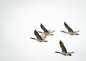 Low angle view of seagulls flying against clear sky