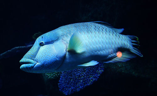 Close-up of fish swimming in sea