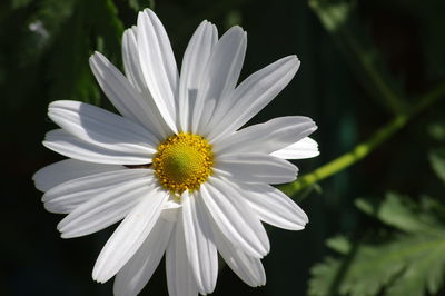 Close-up of white daisy blooming outdoors