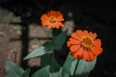 Close-up of orange flower