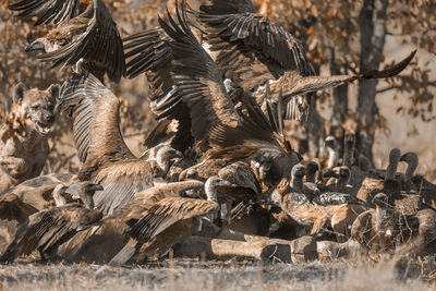 Flock of birds in a field