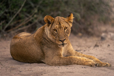 Lioness looking away