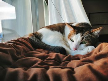 Close-up of cat resting on bed