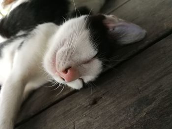 Close-up of cat sleeping on floor