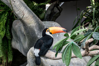 Close-up of bird perching on tree