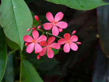 Close-up of pink flowers blooming outdoors