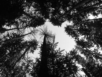 Low angle view of trees against sky