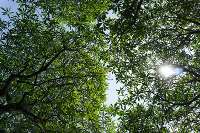 Low angle view of trees against sky