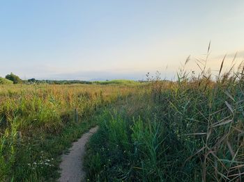 Scenic view of field against clear sky