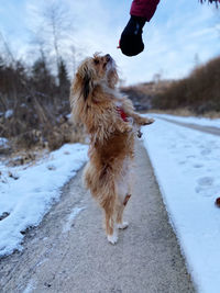 Dog walking on road during winter