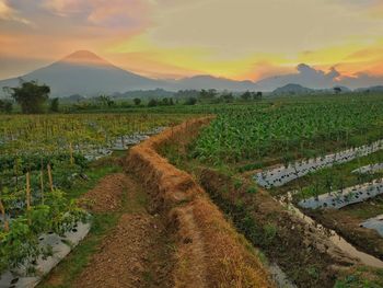 Scenic view of field against sky during sunset