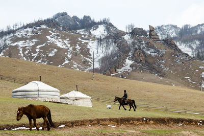 Horses in a field