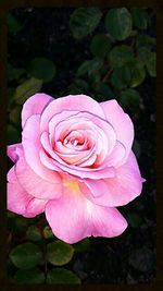 Close-up of pink rose