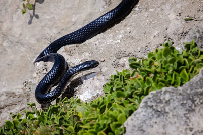 High angle view of a tiger snake on rock