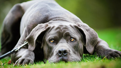 Close-up of dog lying on field