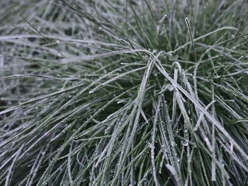 Full frame shot of snow covered plants