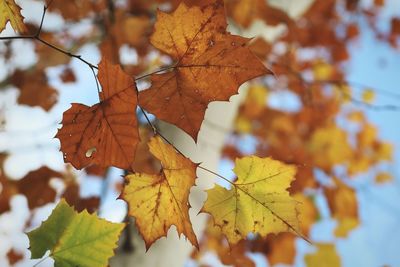 Close-up of maple leaves