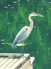 High angle view of gray heron by lake