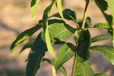 Close-up of leaves