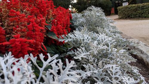 Close-up of red flowering plant in park