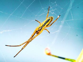 Close-up of spider on web