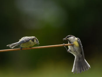 Close-up of birds flying against blurred background