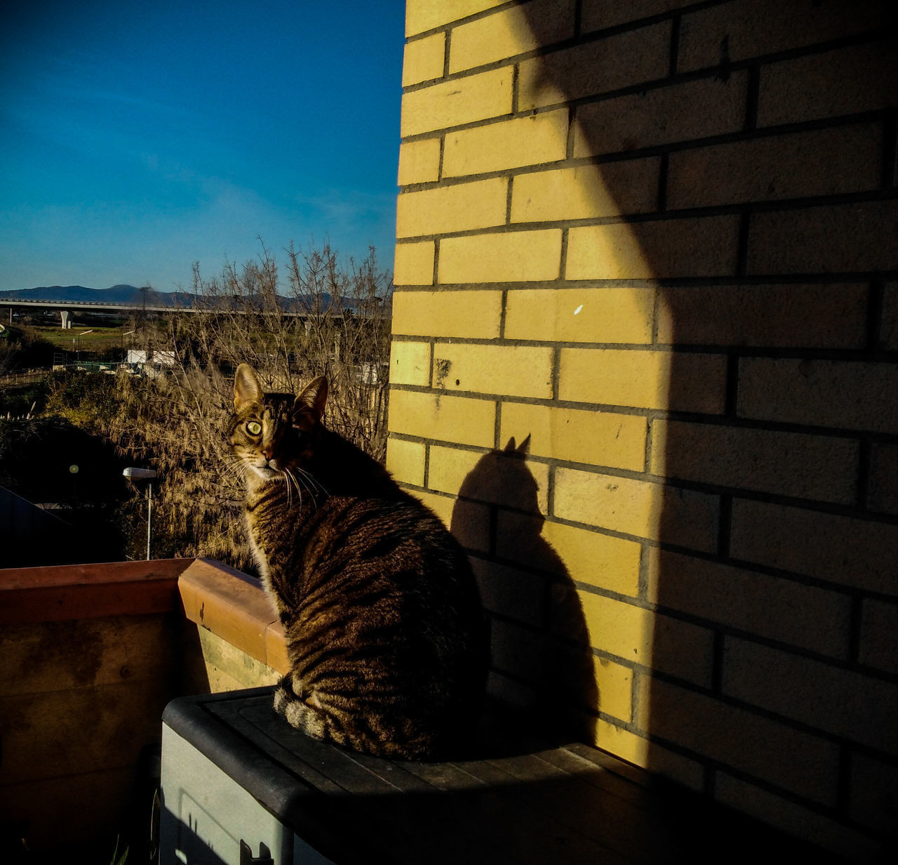 CAT SITTING ON THE WALL