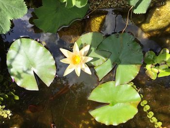 High angle view of white lotus on lake