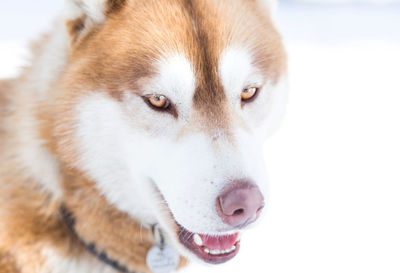 Close-up portrait of dog