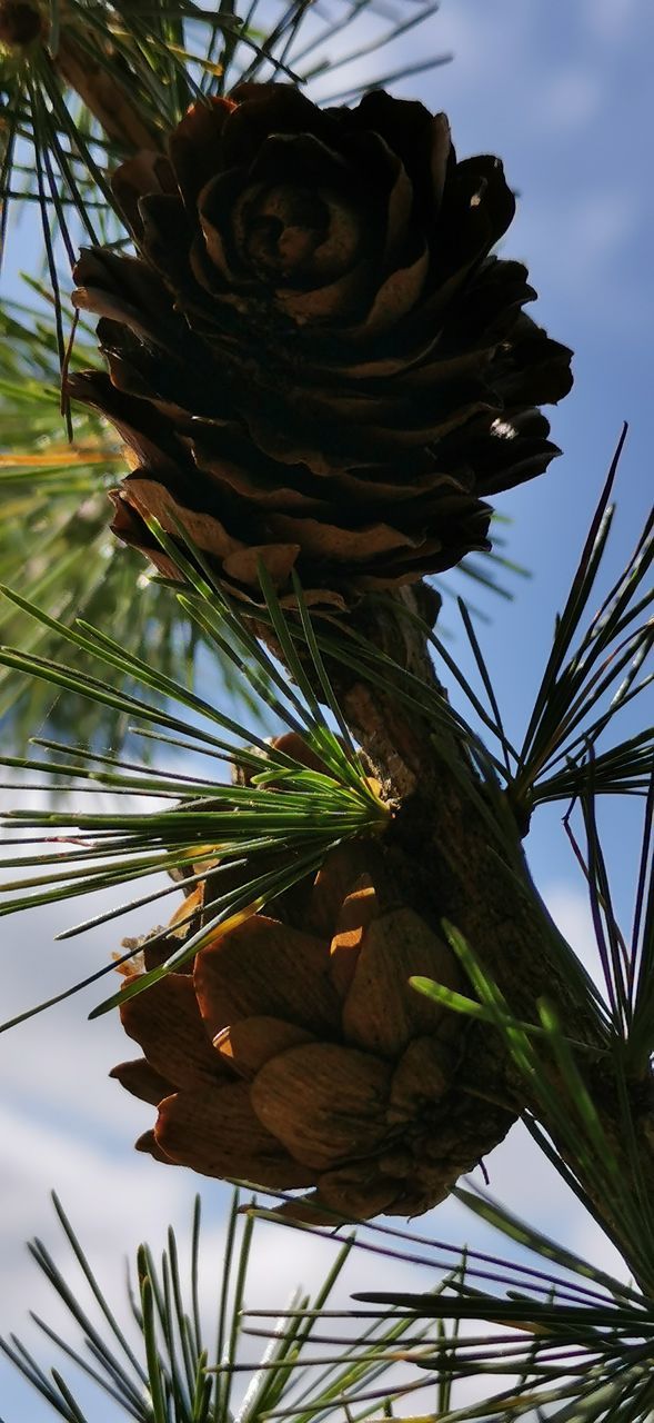 LOW ANGLE VIEW OF PINE CONES ON TREE