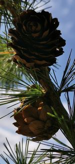 Low angle view of pine cone on tree against sky