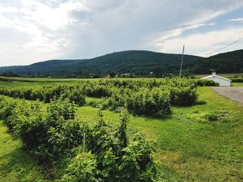 Scenic view of field against sky