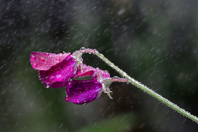 Close-up of wet purple flower in rainy season