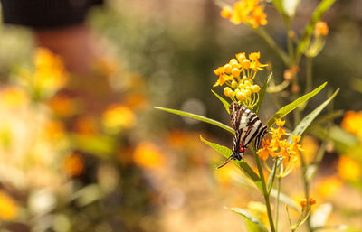 Close-up of butterfly pollinating on yellow flower