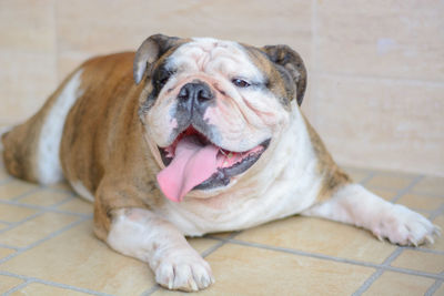 Close-up portrait of a dog