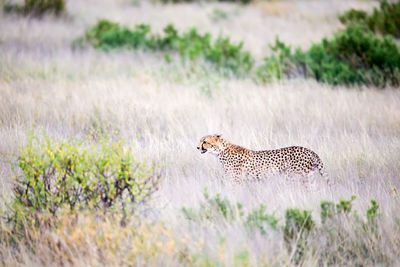 Side view of a cat on grass