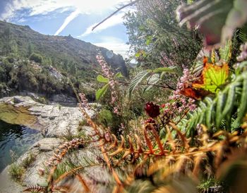 Plants and trees in mountains during sunny day