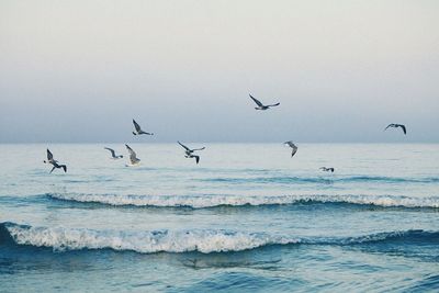 Birds flying over sea against sky