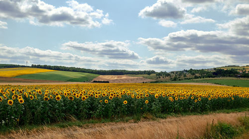 Scenic view of field against cloudy sky