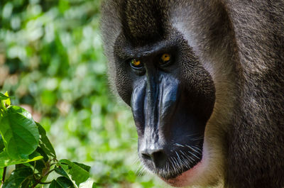 Close-up portrait of monkey