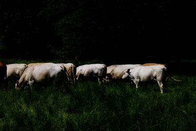 Sheep grazing on grassy field