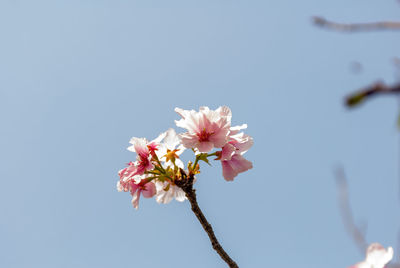 Close-up of pink cherry blossoms against clear sky