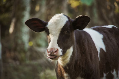 Close-up of cow