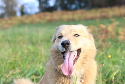 Portrait of dog on field