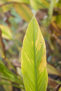 Close-up of green leaves