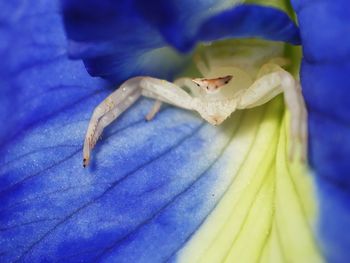 Close-up of insect on blue flower