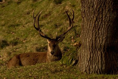 Deer by tree