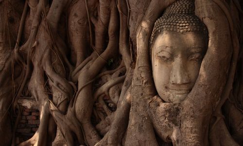 Close-up of buddha statue against roots