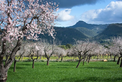 Scenic view of apple tree by mountains against sky